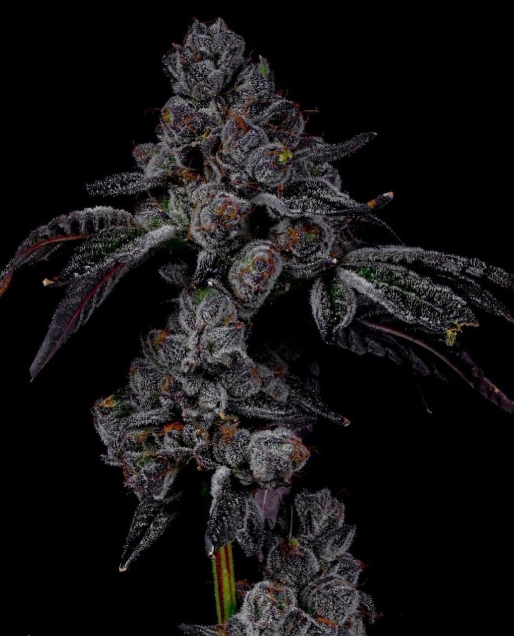 Cherry Runtz